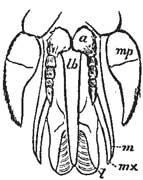 71. Mouth Parts of Tabanus.