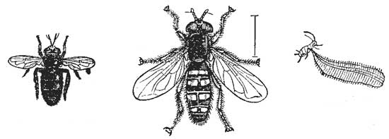 74. Microdon.  75. Syrphus Larva. 76. Syrphus Fly.