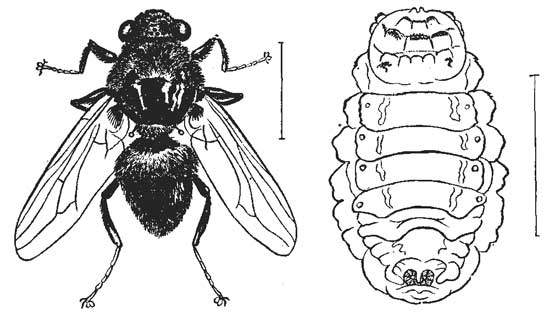 81. Bot Fly of Ox, and Larva.