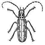 101. Elm Tree Beetle.