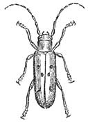 103. Linden Tree Beetle.