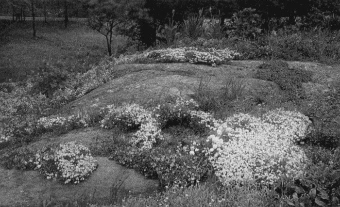 A nearly buried boulder is easily converted into a beautiful little rock garden. Fill in depressions with soil and plant there and around the edges of the boulder Phlox subulata, sedum,  arabis, etc.