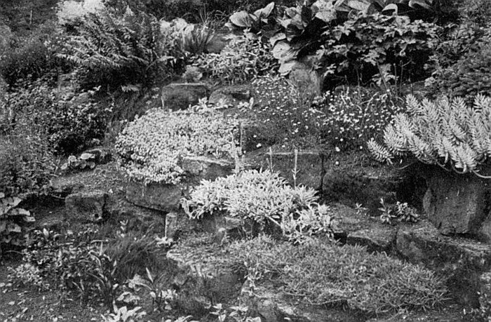 Good rock garden planting. Each of the principal species has a soil pocket to itself. Note the effective background and irregular crevices