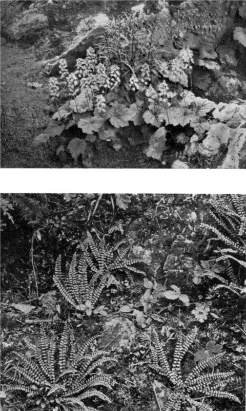 Native plants are excellent material for the rock garden. The foam flower (Tiarella cordifolia) at the top, and one of the smaller ferns at the bottom