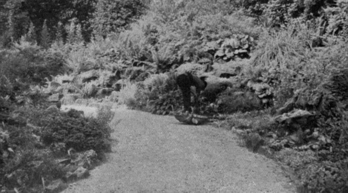 A rock garden merging into woodland. A curved path is desirable, as it affords a greater number of vistas