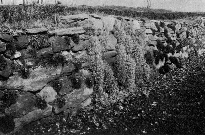 A wall garden planted in colonies—the better way. If not too vigorous of growth, vines may be planted as shown here at the base