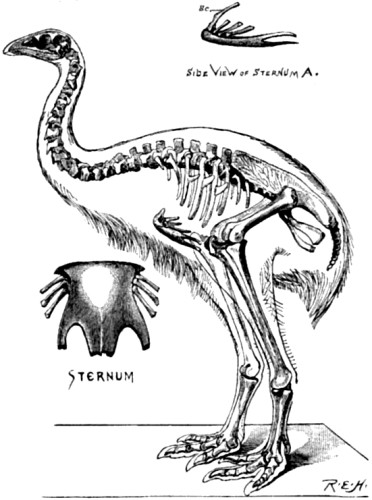 Skeleton of Dinornis gravis.