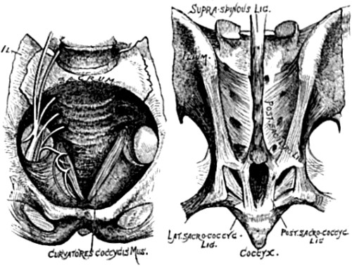 Front and back of adult human sacrum.