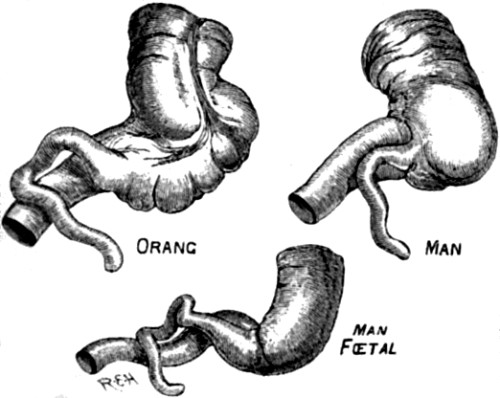 The same, showing variation in the Orang.
