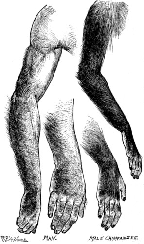 Hair-tracts on the arms and hands of Man and Chimpanzee.