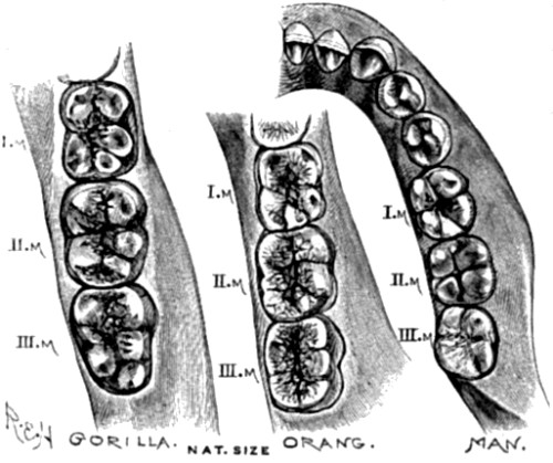 Molar teeth of lower jaw in Gorilla, Orang, and Man.
