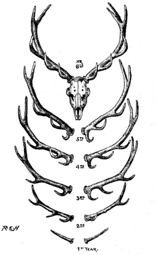 Antlers of Stag.