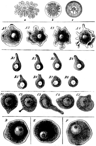 Amœboid movements of young egg-cells.