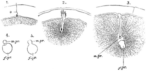 Fertilization of the ovum of an echinoderm.