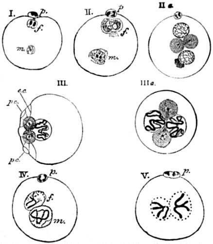 Formation and conjugation of the pronuclei in Ascaris megalocephala.