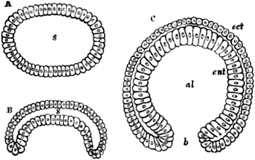 Formation of the gastrula of Amphioxus.