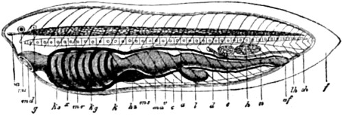 Ideal primitive vertebrate, seen from the left side.