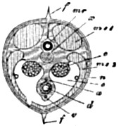 Fig. 46.—The same in transverse section through the ovaries; lettering as in the preceding Fig.