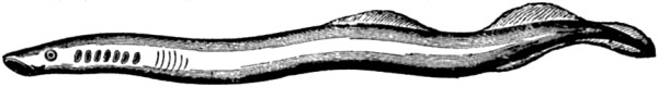 A large Sea-lamprey (Petromyzon marinus)