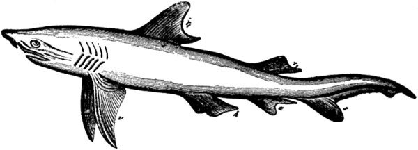Adult Shark (Carcharias melanopterus).