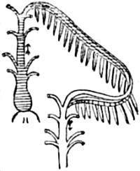 One gill-arch, with branchial fringe attached.