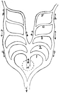 Ideal diagram of primitive gill- or aortic-arches.