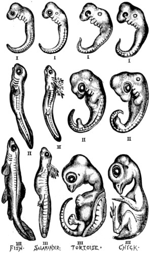 A series of embryos of the classes of vertebrated animals below the Mammalia