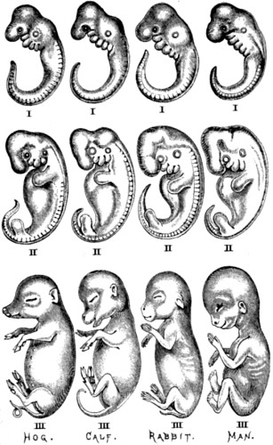 Another series of embryos representing four different divisions of the class Mammalia.