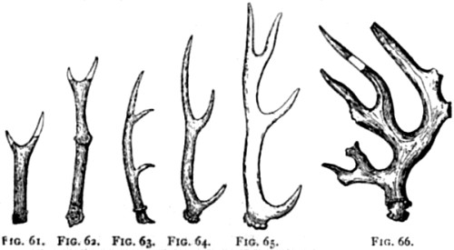 Evolution of horns.