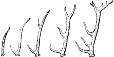 Successive stages in the development of an existing Deer’s Antlers.