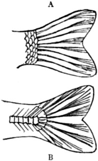 Homocercal Tail.