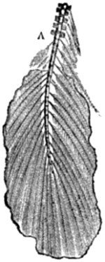 Fig. 71.—Tail of Archæopteryx.