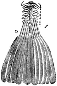 Fig. 72.—Tail of modern Bird.