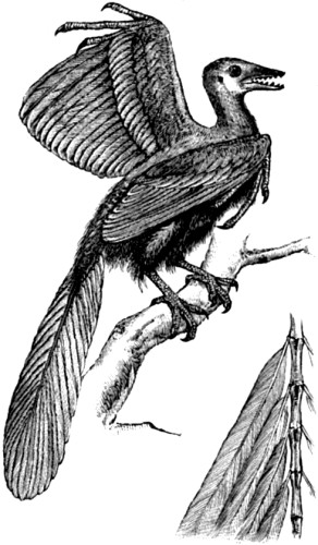 Fig. 73.—Archæopteryx macura, restored.