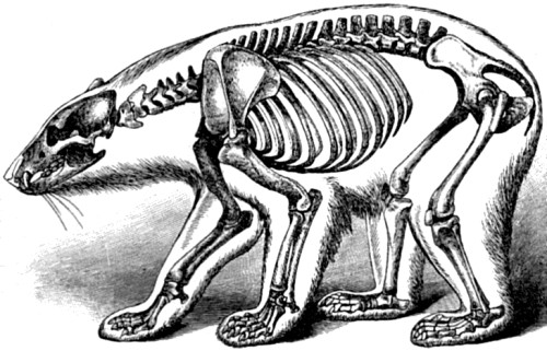 Skeleton of Polar Bear.