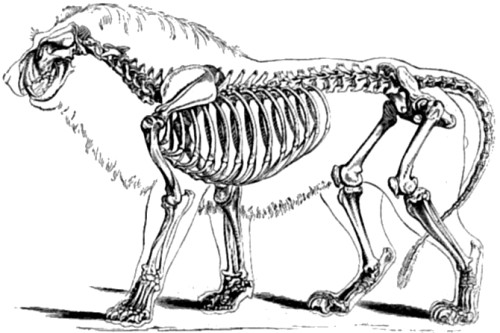 Skeleton of Lion.