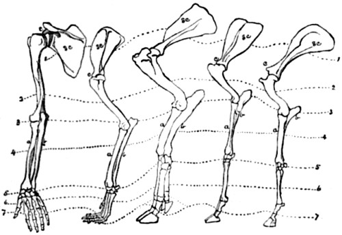Anterior limb of Man, Dog, Hog, Sheep, and Horse.
