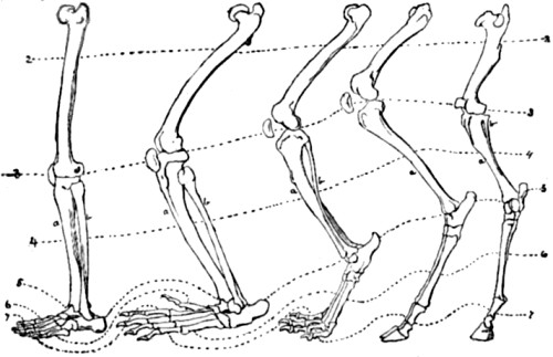 Posterior limb of Man, Monkey, Dog, Sheep and Horse.