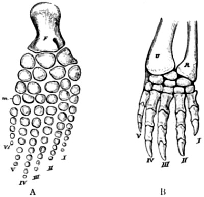 Posterior limb of Baptanodon discus and anterior limb of Chelydra serpentina.