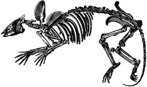 Fossil skeleton of Phenacodus primavus.