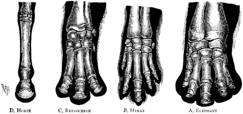Bones of the foot of four forms of the perissodactyl type.