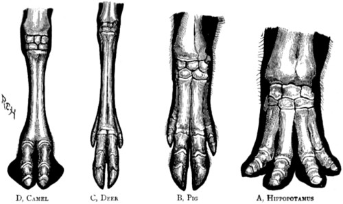 Bones of the foot of four forms of the artiodactyl type.