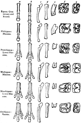 Feet and teeth in fossil pedigree of the Horse.