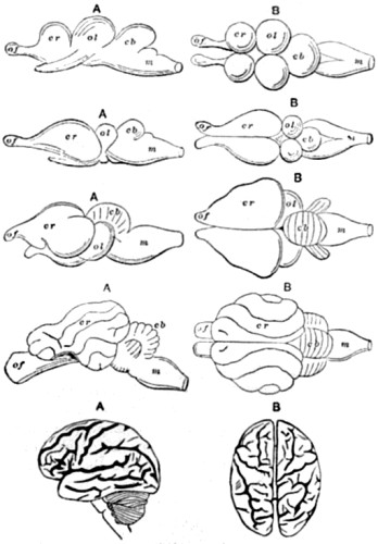 Comparative series of Brains.