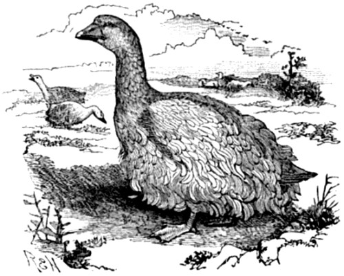 Sebastopol, or Frizzled Goose.