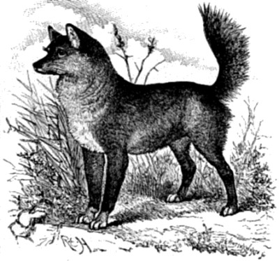 The Dingo, or wild dog of Australia.