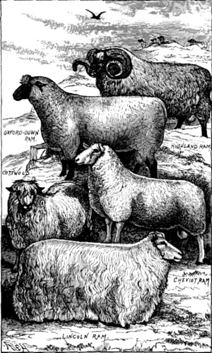 Sheep. British breeds.