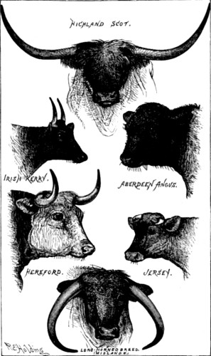 Cattle. British breeds.