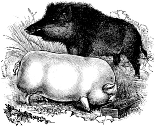 Wild Boar contrasted with a modern Domesticated Pig.