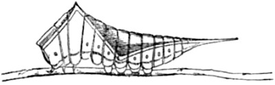 The larva of Puss Moth when undisturbed.